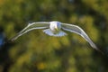 Lesser black-backed gull, Larus fuscus, in flight Royalty Free Stock Photo