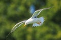 Lesser black-backed gull, Larus fuscus, in flight Royalty Free Stock Photo