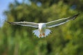Lesser black-backed gull, Larus fuscus, in flight Royalty Free Stock Photo