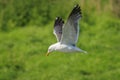 Lesser black-backed gull, Larus fuscus, in flight Royalty Free Stock Photo