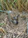 lesser black-backed gull (Larus fuscus) nest Royalty Free Stock Photo