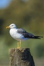 Lesser black-backed gull, Larus fuscus, perched Royalty Free Stock Photo