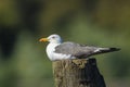 Lesser black-backed gull, Larus fuscus, perched Royalty Free Stock Photo