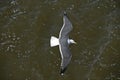 Lesser black-backed gull, Larus fuscus Royalty Free Stock Photo