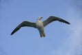 Lesser black-backed gull, Larus fuscus Royalty Free Stock Photo