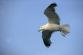 Lesser black-backed gull, Larus fuscus Royalty Free Stock Photo