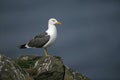 Lesser black-backed gull, Larus fuscus