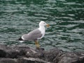 A lesser black-backed gull on a rock