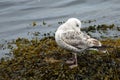 Lesser Black-backed gull, South Queensferry, Scotland Royalty Free Stock Photo