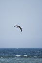 Lesser black-backed seagull Royalty Free Stock Photo