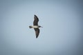 Lesser black-backed seagull Royalty Free Stock Photo