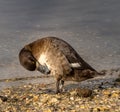 LESSER BLUE BILL SCAUP