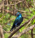 Lesser Blue-eared Glossy Starling