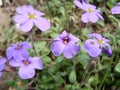 Lesser blue periwinkle common, spring flowers background, ukrainian flower