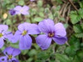 Lesser blue periwinkle common, spring flowers background, ukrainian flower