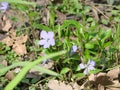 Lesser blue periwinkle common, spring flowers background, ukrainian flower