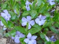 Lesser blue periwinkle common, spring flowers background, ukrainian flower