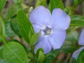 Lesser blue periwinkle common, spring flowers background, ukrainian flower