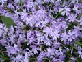 Lesser blue periwinkle common, spring flowers background, ukrainian flower