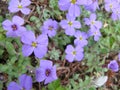 Lesser blue periwinkle common, spring flowers background, ukrainian flower