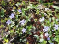 Lesser blue periwinkle common, spring flowers background, ukrainian flower