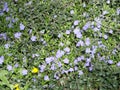 Lesser blue periwinkle common, spring flowers background, ukrainian flower