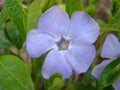 Lesser blue periwinkle common, spring flowers background, ukrainian flower