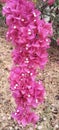 Lesser bougainville flower Royalty Free Stock Photo