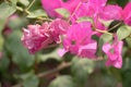 Lesser bougainvillea, bougainvillea flowers