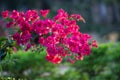 Lesser bougainvillea Bougainvillea glabra, bougainvillea flowers close-up, macro, view.   Bougainvillea flowers &  backgrounds Royalty Free Stock Photo