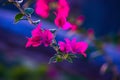 Lesser bougainvillea Bougainvillea glabra, bougainvillea flowers close-up, macro, view.   Bougainvillea flowers and  backgrounds Royalty Free Stock Photo