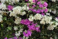 Lesser bougainvillea or paperflower an evergreen, climbing shrub with thorny stems