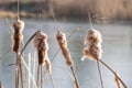 Lesser bulrush, narrowleaf cattail, lesser reedmace Typha angustifolia