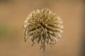 Lesser burdock, Arctium minus, Burweed, Spear Thistle