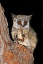 Lesser Bushbaby