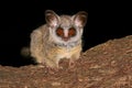 Lesser Bushbaby