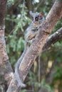 Lesser Bushbaby or galago seen on a tree