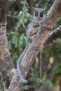 Lesser Bushbaby or galago seen on a tree