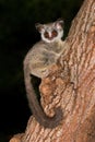 Lesser Bushbaby