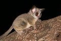 Lesser Bushbaby