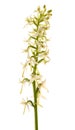 Lesser butterfly orchid flowers Royalty Free Stock Photo
