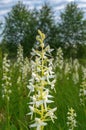 Lesser Butterfly Orchid