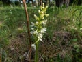 Lesser butterfly-orchid (Platanthera bifolia) flowering with inflorescence of up to 25 whiteish-green flowers Royalty Free Stock Photo