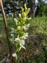 Lesser butterfly-orchid (Platanthera bifolia) flowering with inflorescence of up to 25 whiteish-green flowers Royalty Free Stock Photo