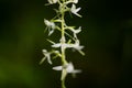 Lesser Butterfly Orchid Platanthera bifolia