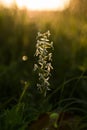 Lesser Butterfly-orchid. Platanthera bifolia