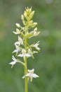 Lesser Butterfly Orchid Platanthera bifolia, wild flower