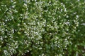 Lesser calamint Calamintha nepeta flowers.