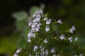 Lesser calamint Calamintha nepeta flowers.