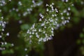 Lesser calamint Calamintha nepeta flowers.